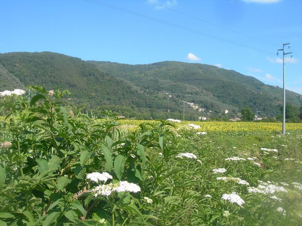 La Rondine *